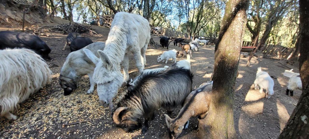 Gites San Austinu Petreto-Bicchisano Bagian luar foto