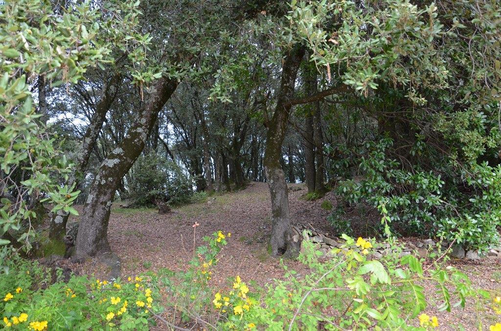 Gites San Austinu Petreto-Bicchisano Bagian luar foto